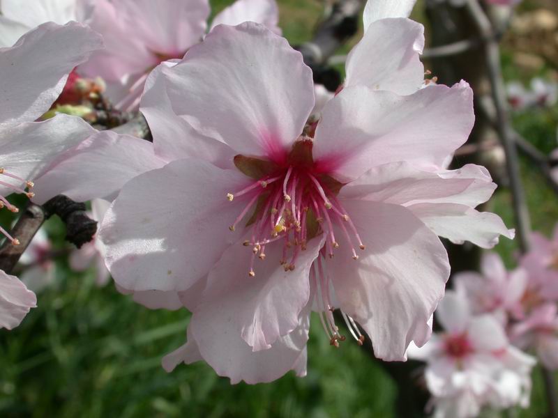 Prunus dulcis / Mandorlo